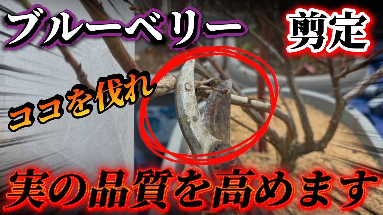【ブルーベリー】剪定で収穫量と品質が決まります。ココ伐らないとどんどん収量が減ります！！