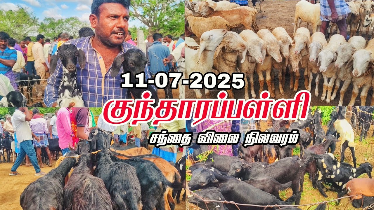 11-07-2025 kundarapalli Friday market Krishnagiri district Biggest Goat market in tamilnadu price 