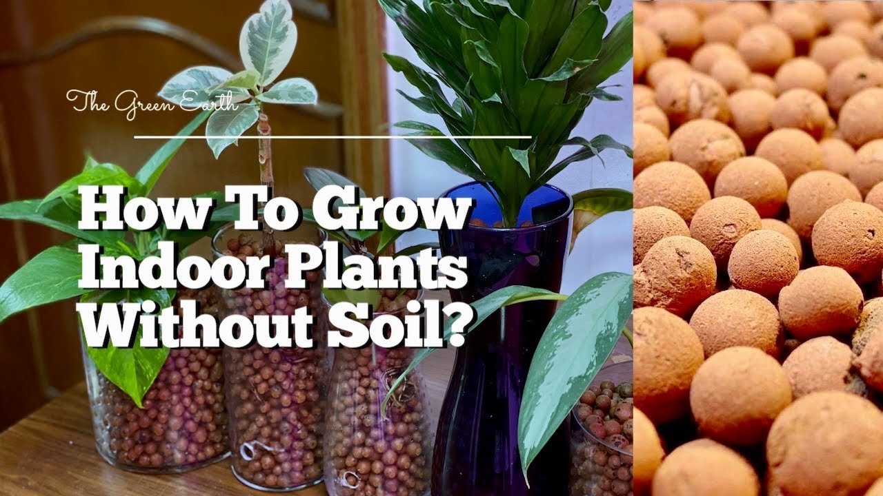 Top 5 Indoor Plants That Can Grow in Water | Houseplants in Semi-Hydroponic