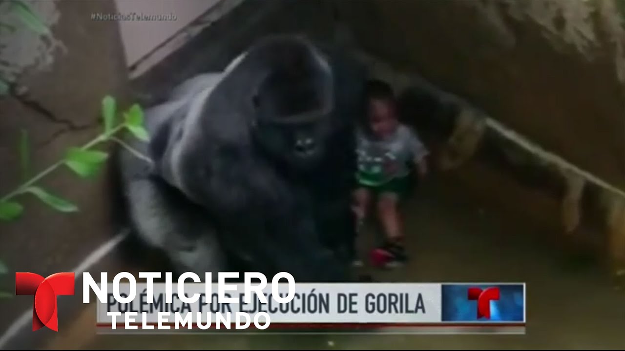 Consternación por ejecución de gorila en zoo de Ohio | Noticiero | Noticias Telemundo