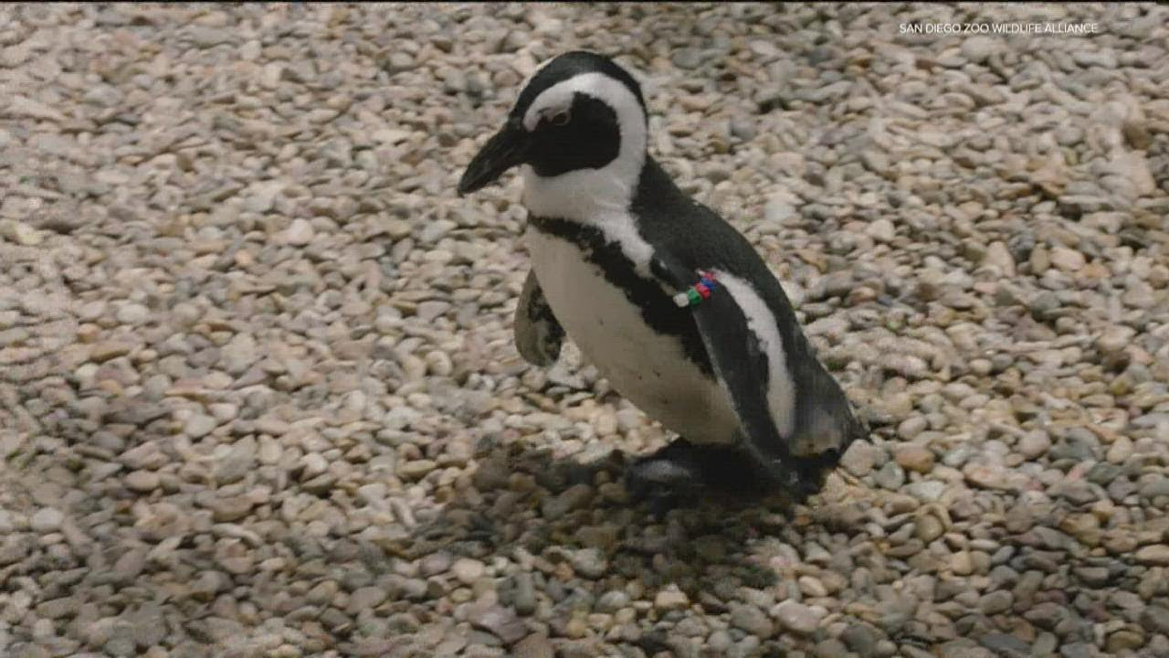 New shoes give adored San Diego Zoo penguin another chance to thrive