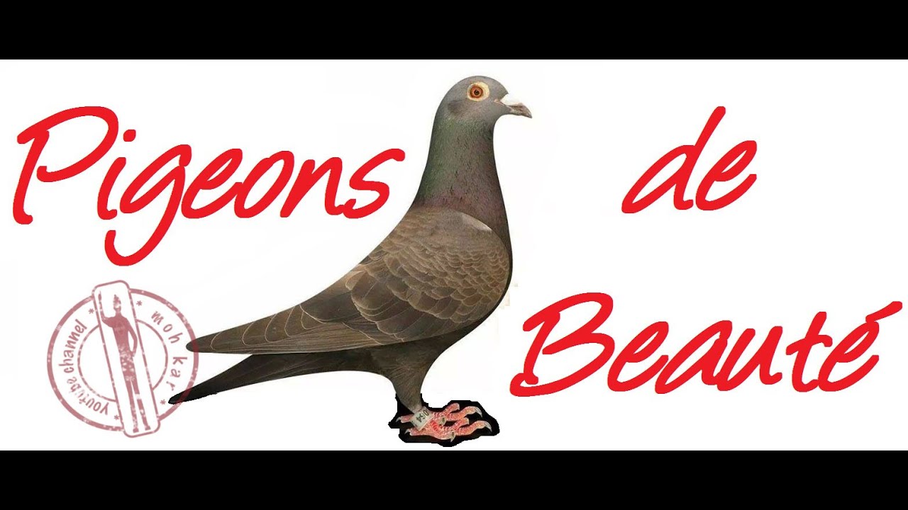 Racing Pigeon Images
