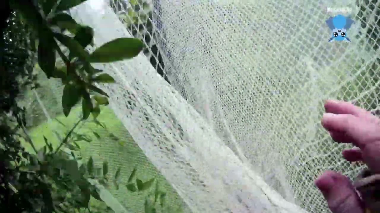 Kangaroo valley fruit netting non rescue