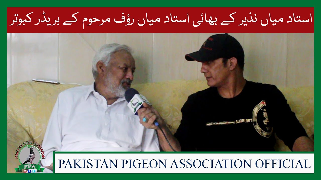 Ustad Mian Nazir Kay Bhae Ustad Mian Rauf Marhoom Kay Breeder Pigeons Watch In HD Urdu/Hindi