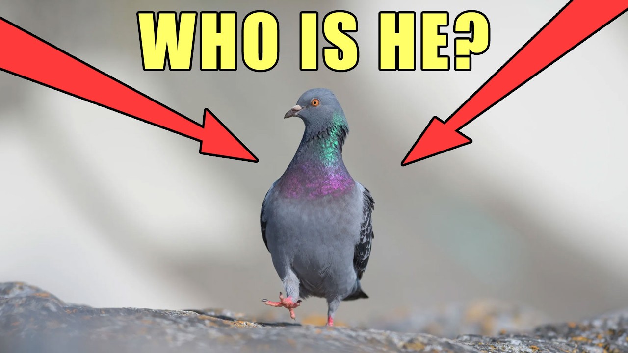 PIGEON 2 BREAK DOWN AND WALKTHROUGH - UNCUT