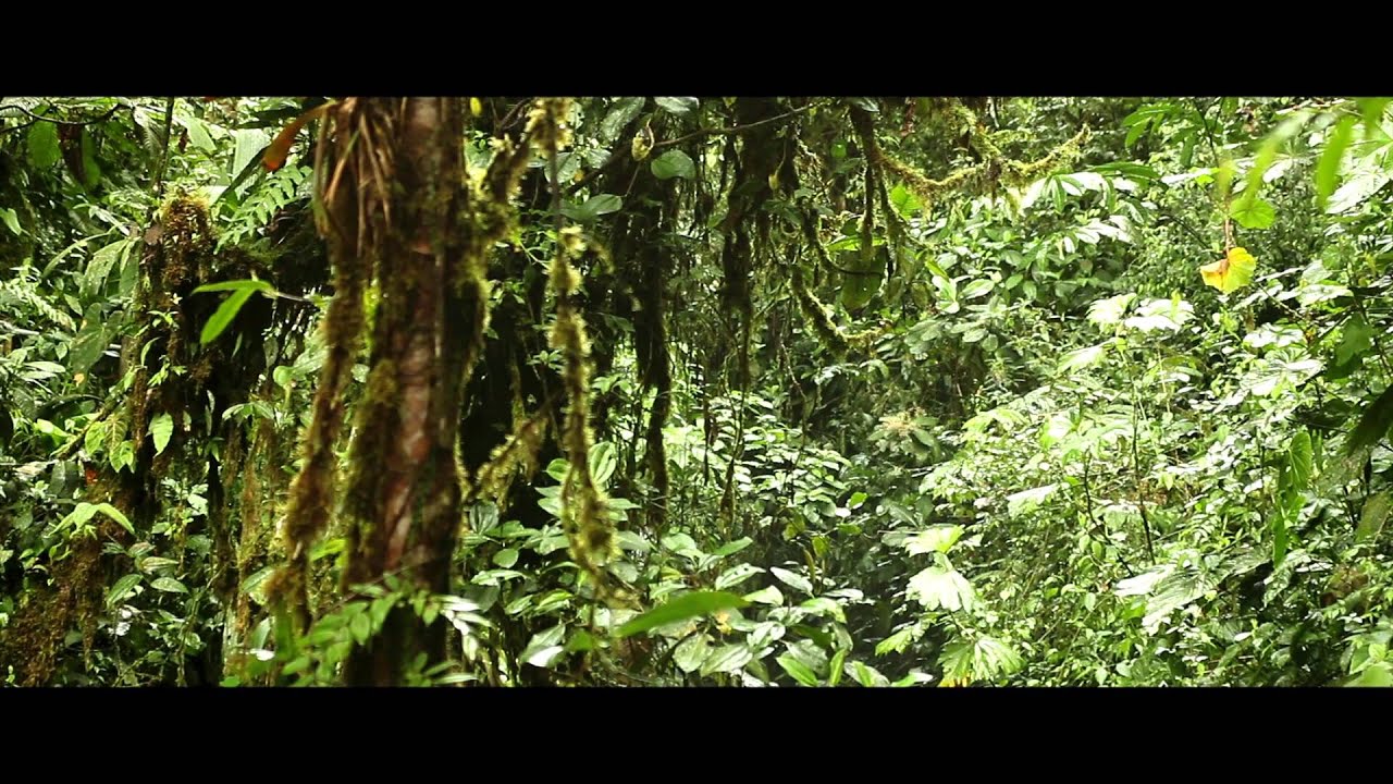 Скотозаговор 2014, WEB DL 1080p Режиссёр: Кип Андерсен, Кигэн Кун / Kip Andersen, Keegan Kuhn