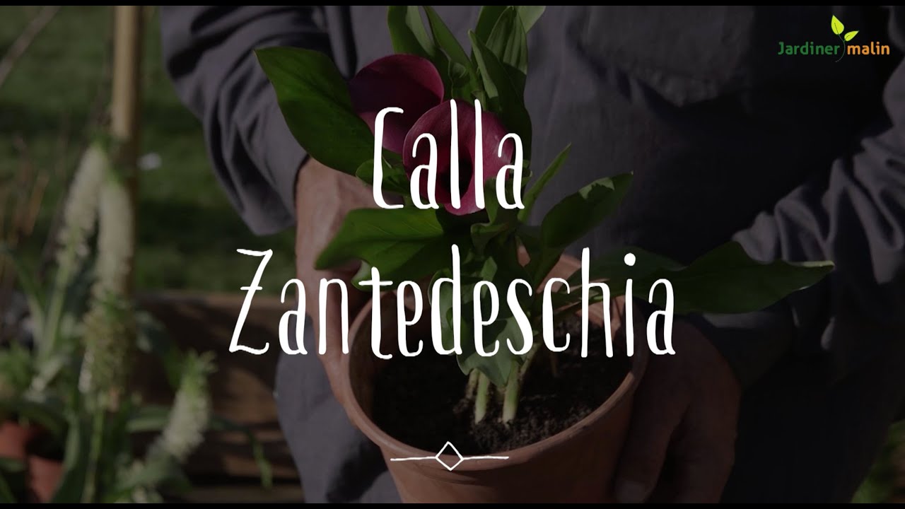 Calla : conseils d'expert