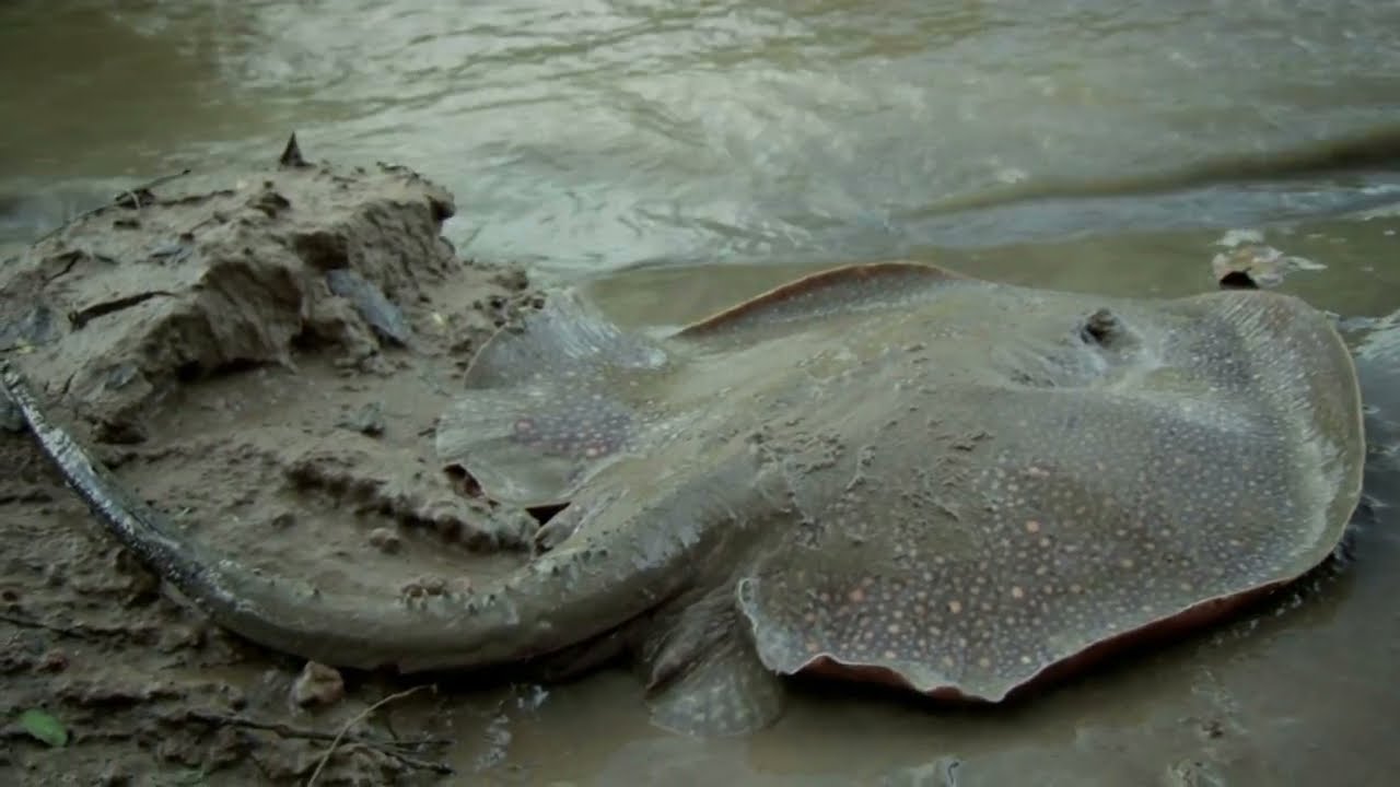 Catching a Freshwater Stingray in South America