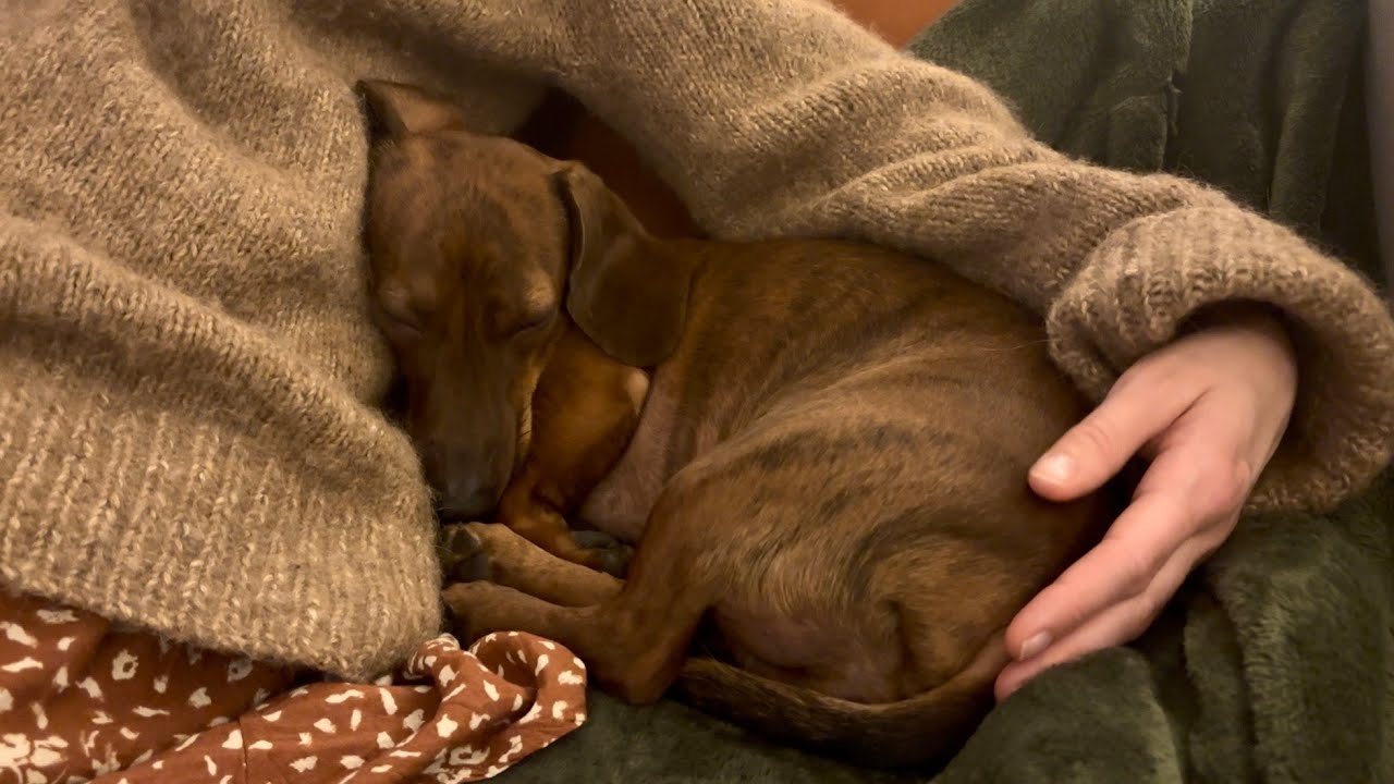 Mini dachshund tries to merge with his humans