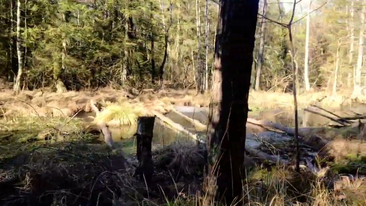 Wurzacher Ried im Februar - mme priv&eacute;e
