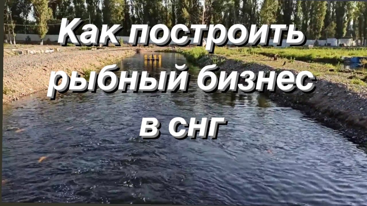 How to Build a Fish Farm: A Russian Business Guide/Выращивание форели