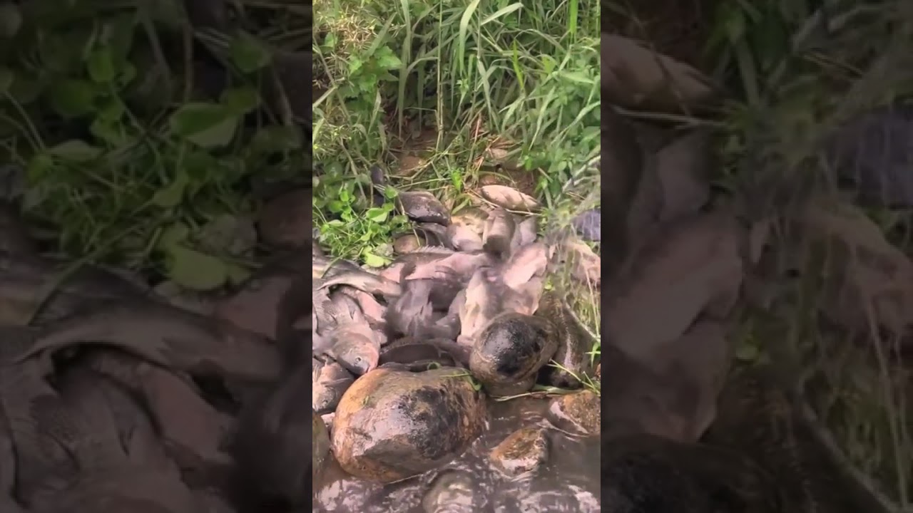 Primitive life, Simple life, Food Life, EP34,#fypage,#catchingfish, #fishing,#handfishing,