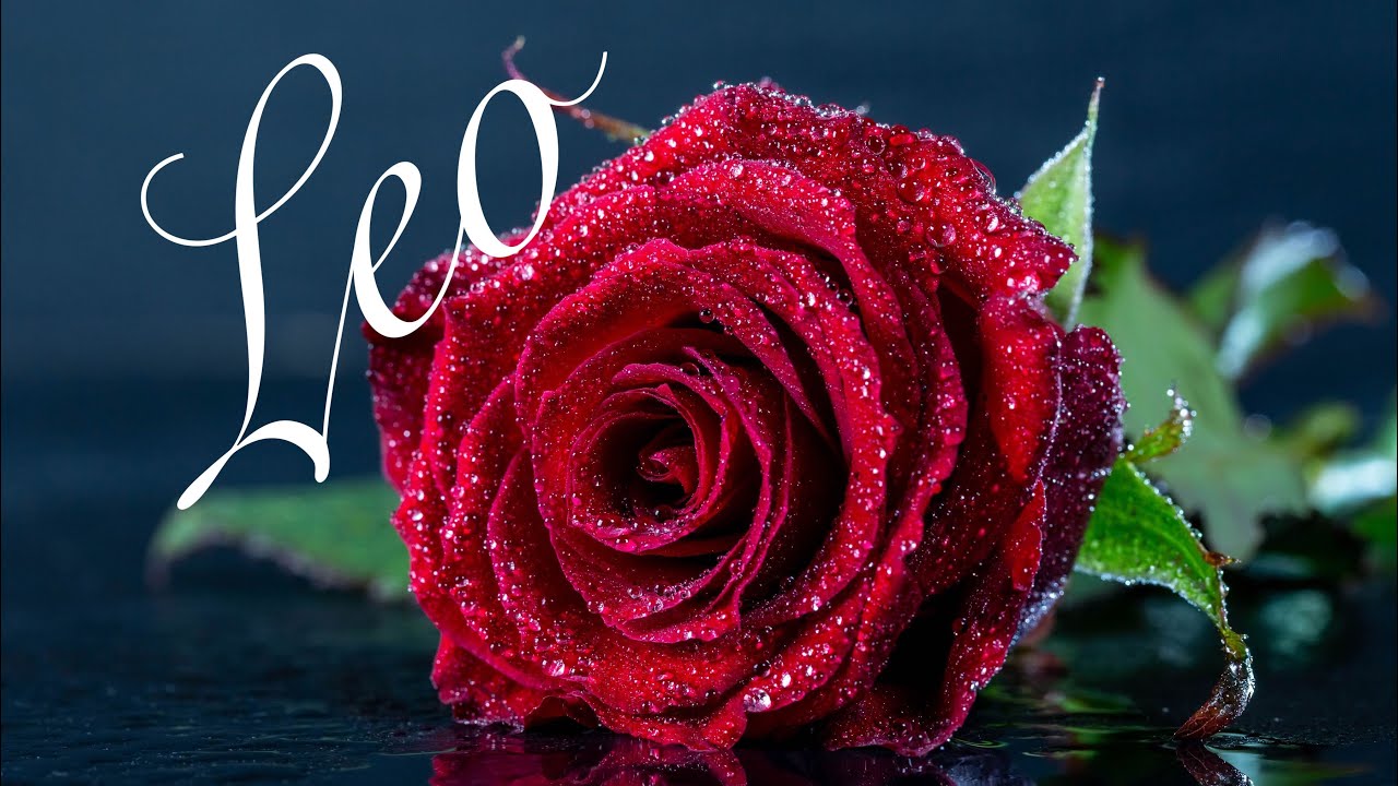 Leo - Soul to Soul connection &hellip;🥀🥀🥀
