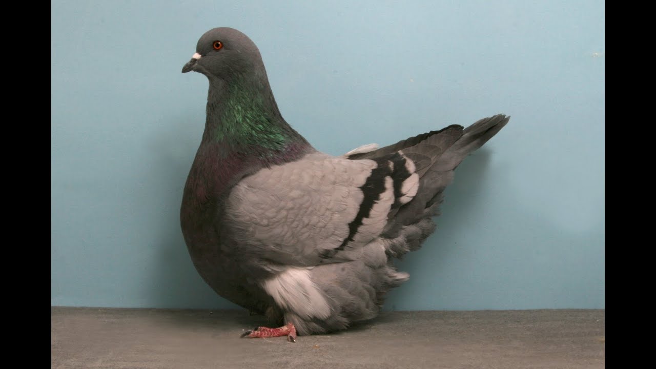French Mondain  Fancy Pigeon