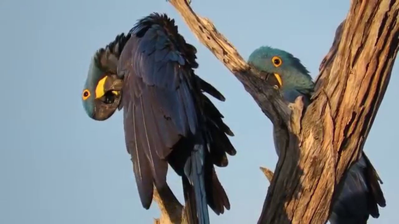 Beautiful Pantanal Brazil