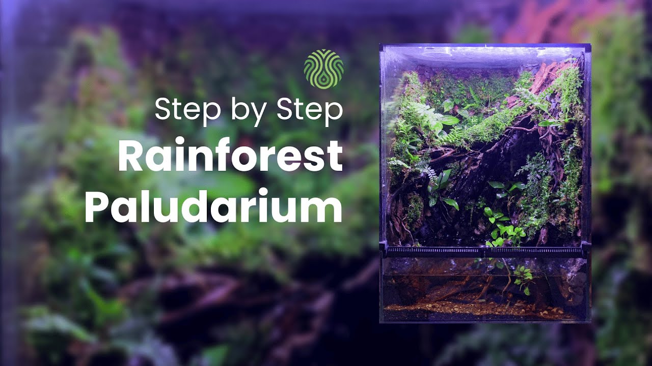Step by Step Rainforest Paludarium