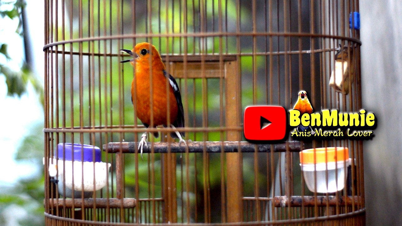 PANCINGAN ANIS MERAH BIAR GACOR PASTI DIRESPON #anismerah