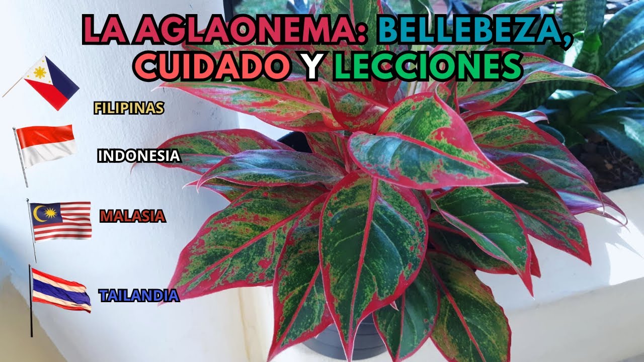 🌿🌹😃 La Aglaonema: Belleza, Cuidado Y Lecciones #Beriflor
