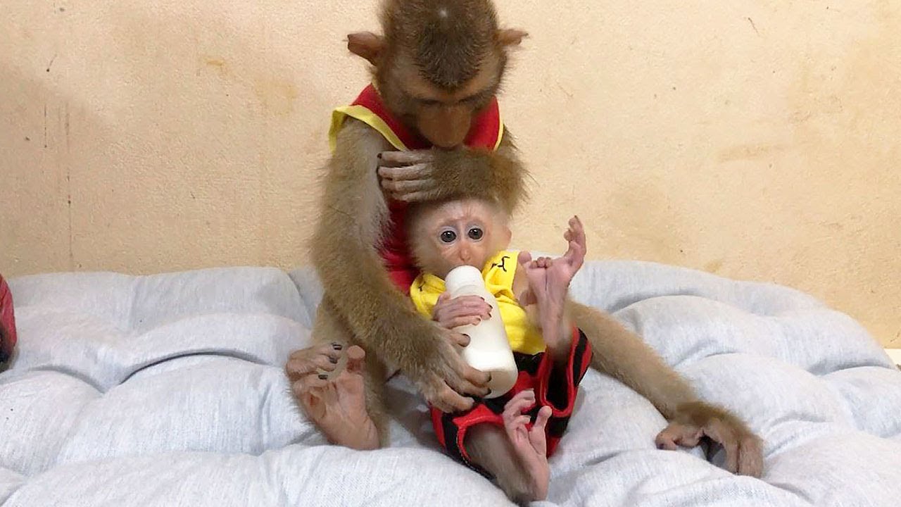 Genius Jason Kind Hearted Gentle Help Baby Hailey Drink Milk