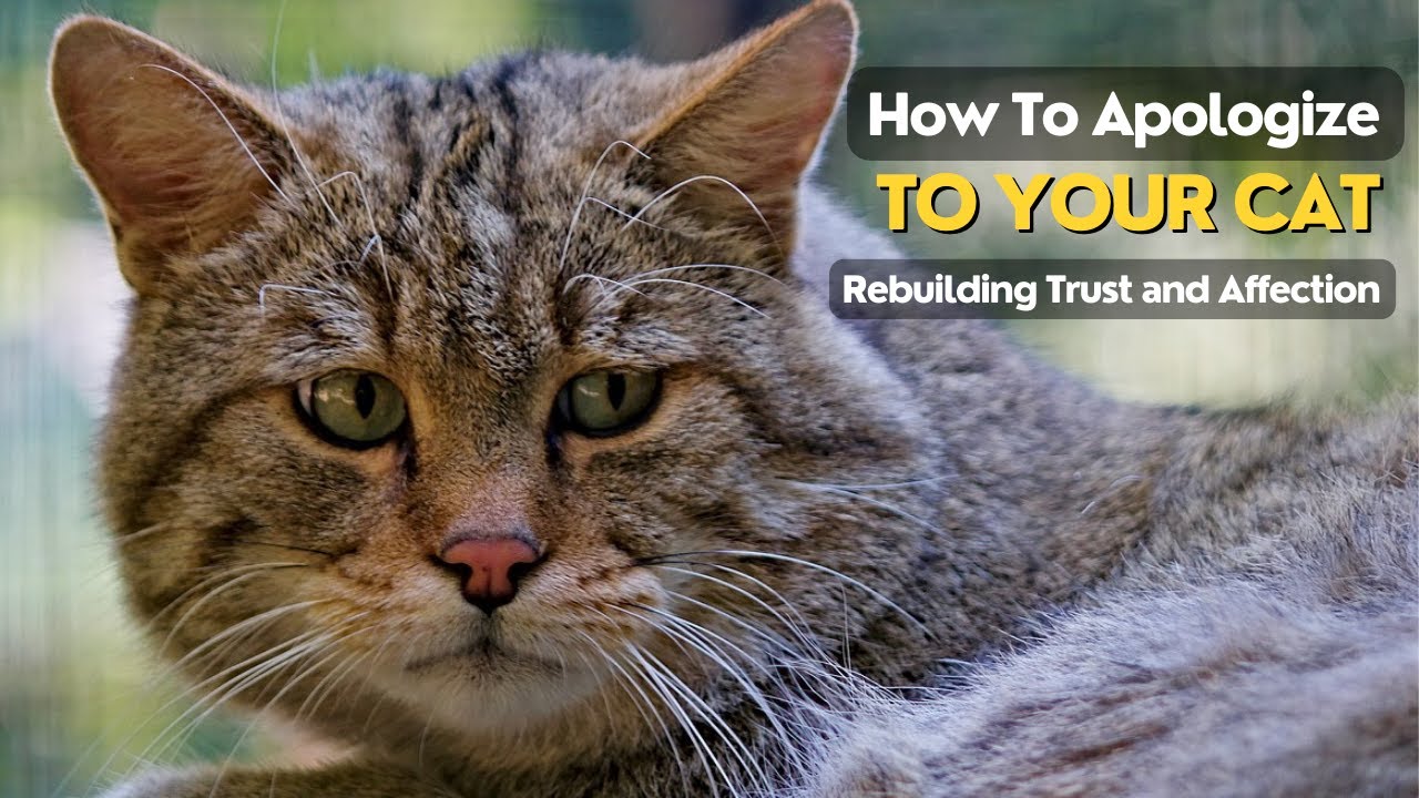 How to Apologize to Your Cat? | Rebuilding Trust and Affection