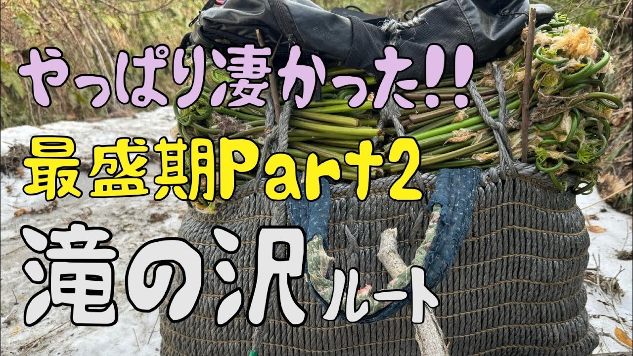 Vol.23 最盛期収穫Part 2 〜やっぱり滝の沢は凄かった〜