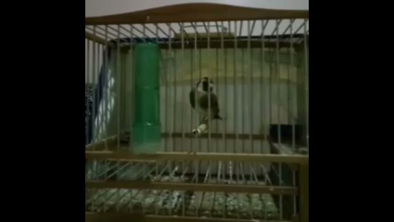 استمتعوا معنا لحظات مع هذا الحسون الجميل الله يسخر لمولاه