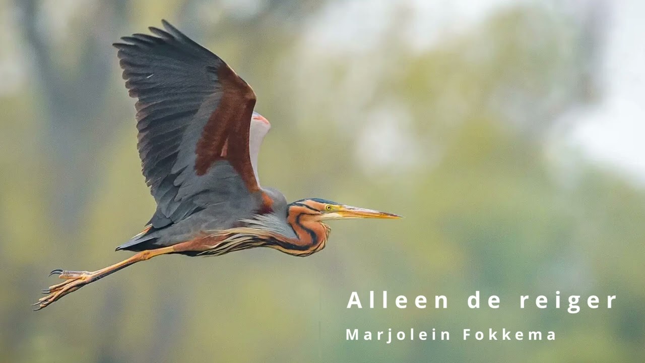 Alleen de reiger