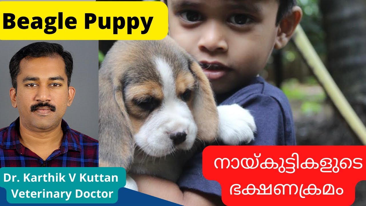 Beagle puppy malayalam|Beagle puppy rate|Puppy feeding below 3 months #petsnvets #beaglepuppy