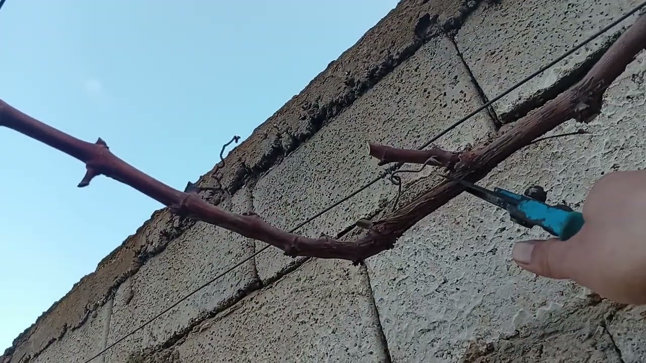 أخطر خطأ في تقليم شجرة العنب ❌ والطريقة الصحيحة لزيادة الإنتاج 🍇