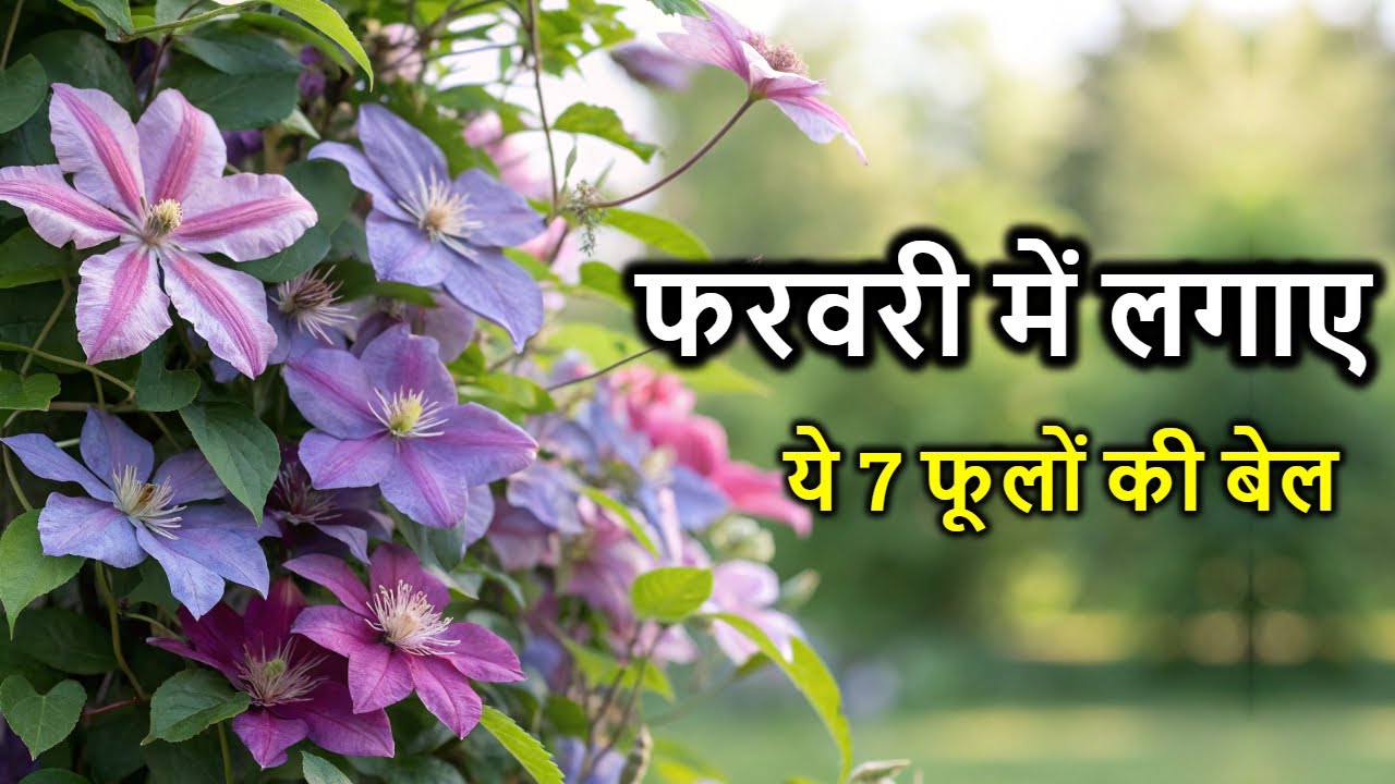 नर्सरी में आसानी से मिलने वाली 7 खूबसूरत बेलें 🌿  Best Flower Vines for Home Garden