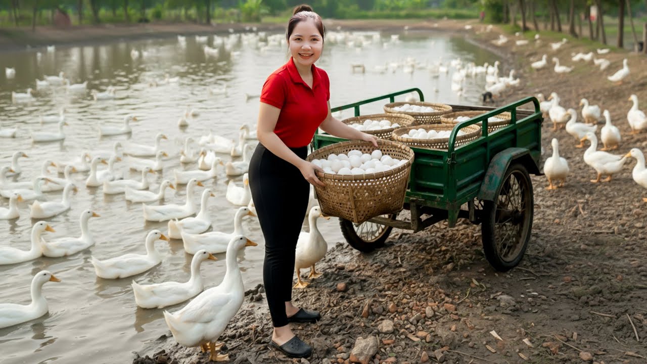 Harvested 1000+ Duck Eggs from Ducks Farm - Use Truck to Transport Many Ducks Eggs Go To Maket Sell