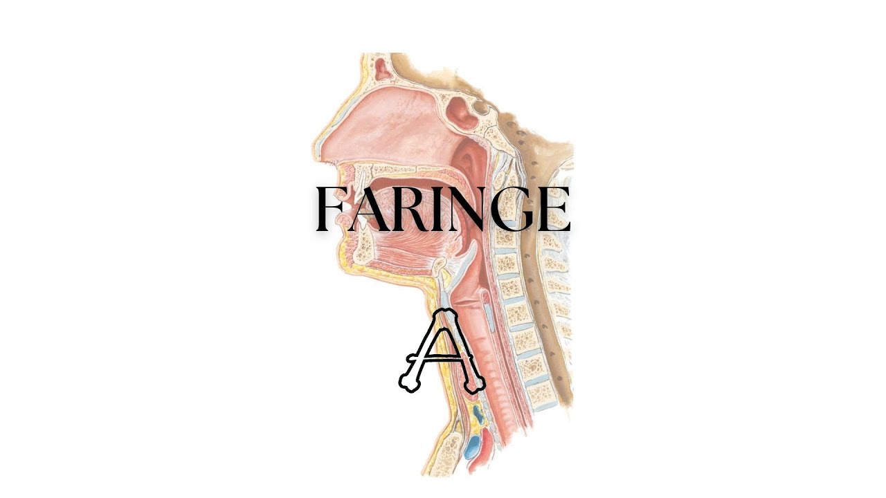 ANATOMIA DA FARINGE (Teórica)