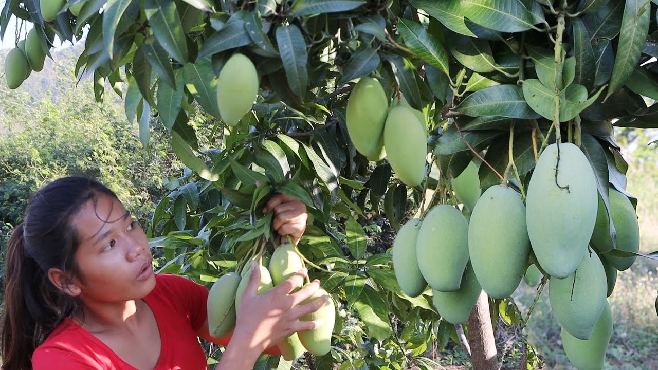 Mouth watering food: Sour green mango with Hot salt chili So eating delicious