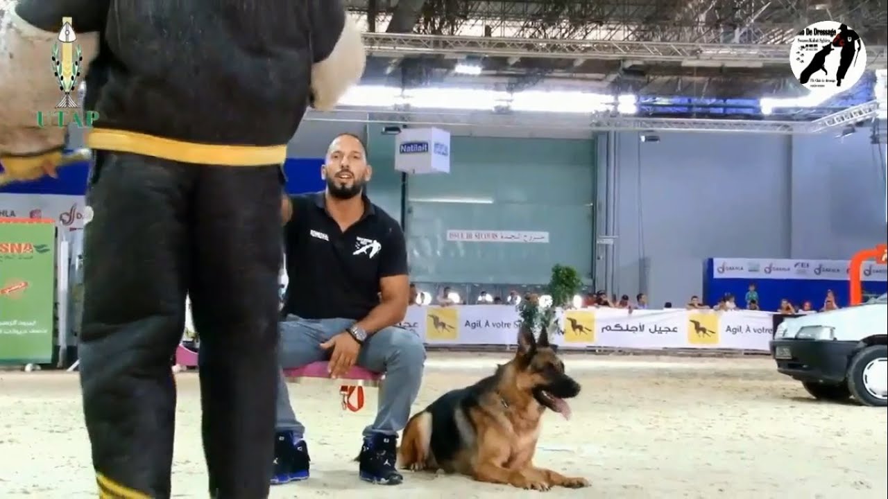 تدريب الراعي الالماني . dressage berger allemand