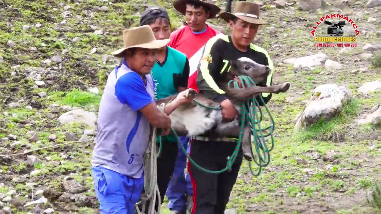HERRANZA DE GANADOS BRAVOS/FAM:CHOQUE POCCO/HUAQUIRCA ANTABAMBA APURIMAC