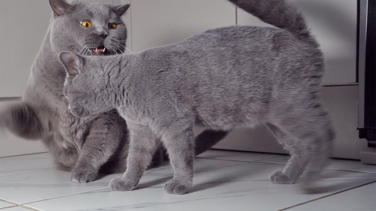 Kitten Complaining about Big Cat