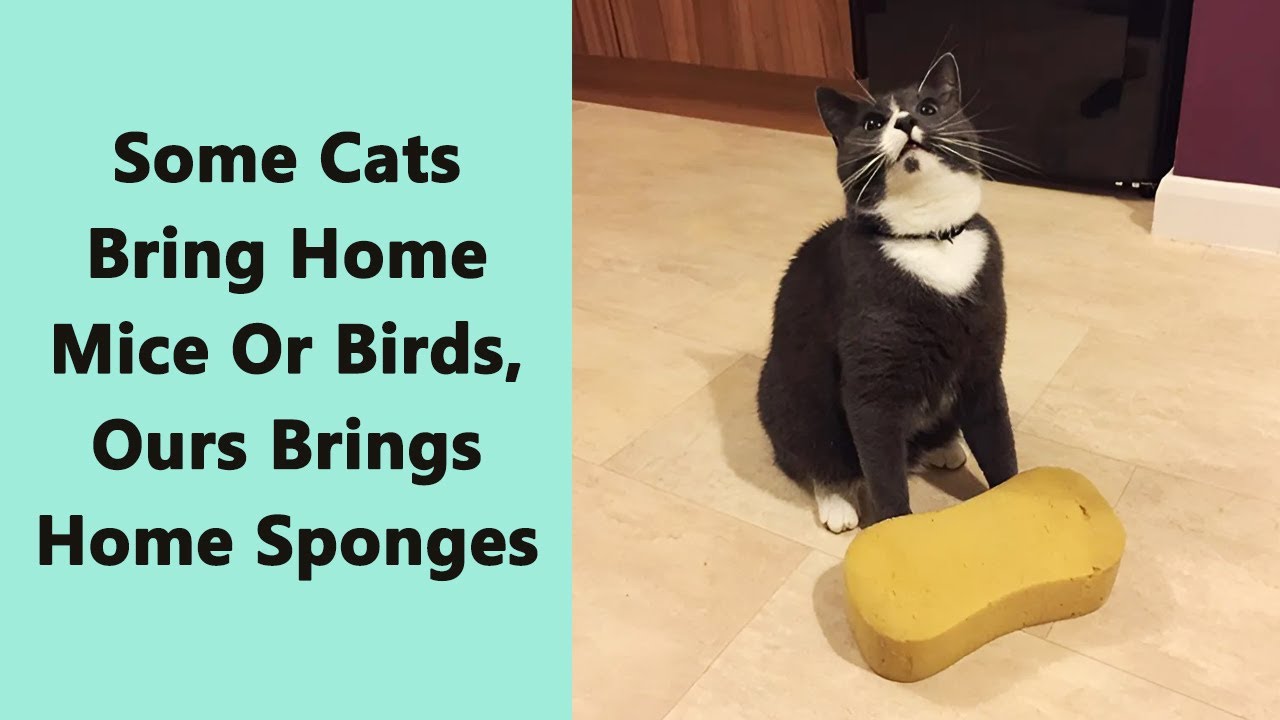 50 Hilarious Examples That Perfectly Capture Cat Logic