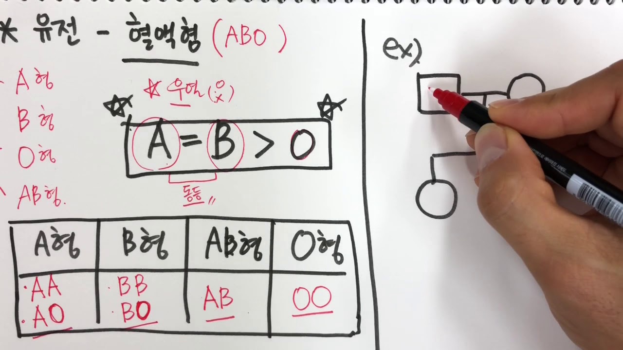 유전-혈액형-가계도 분석