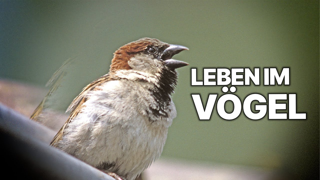 Alltag der Spatzen | Leben zwischen Häusern und Menschen