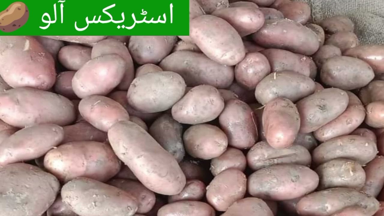 Aloo/Potato Rate in Depalpur Today || International mandi depalpur / Okara || Today Aloo rate 2024.