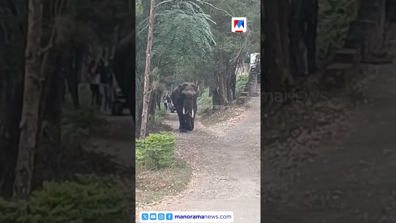 &lsquo;വെള്ളം കുടിക്കാനാണ്, കുഴപ്പമുണ്ടാക്കാതെ തിരിച്ചു പൊയ്ക്കോളാം&rsquo;..​|Wild elephant
