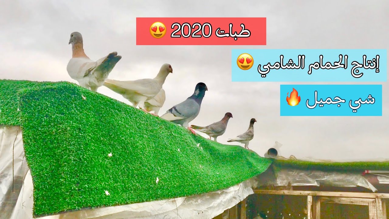 تطورات وإنتاج الحمام الشامي 🕊 + طبة تهجين القرقاطي 😍🔥