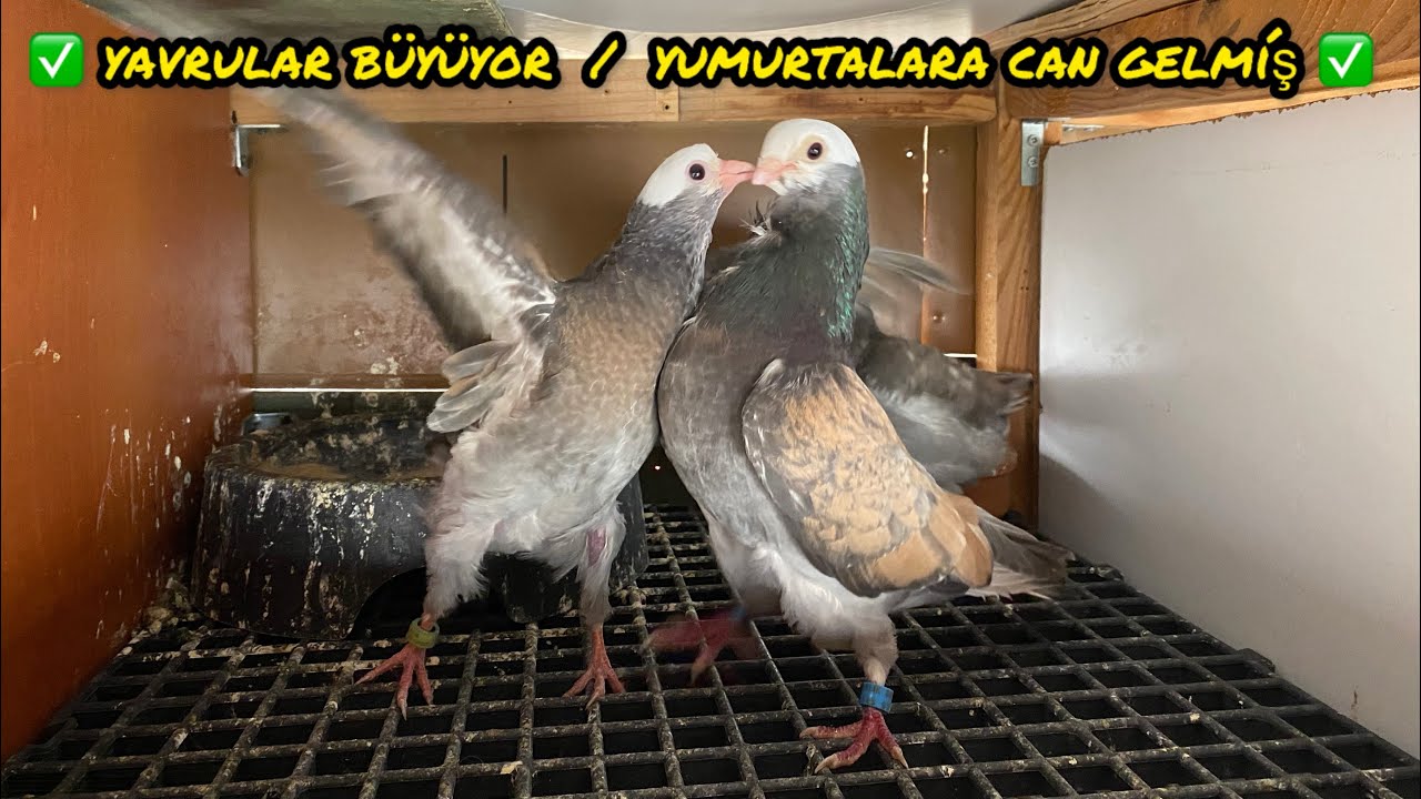 ✅Güvercin kümesimizdeki son durumlar / Yavrular büyüyor / Yumurtalara can gelmiş✅ #güvercin #pigeon 