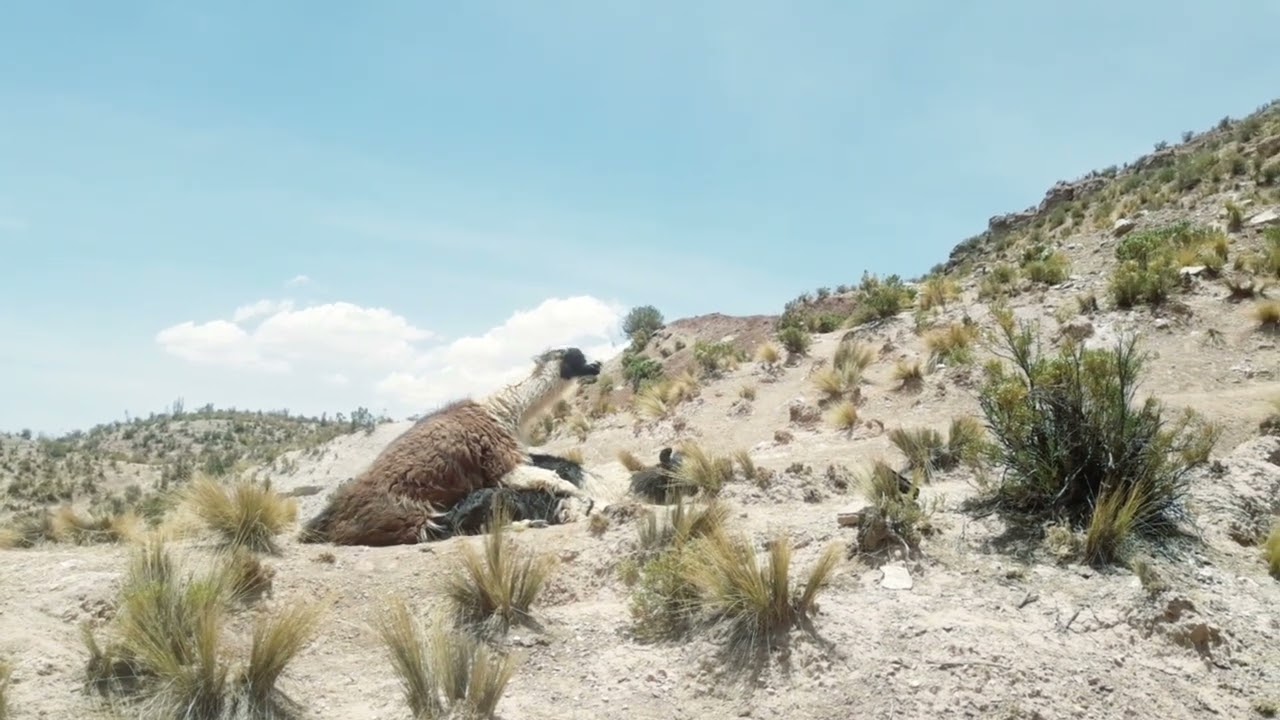Época de reproductiva en camélidos #llama apareandose #monta #pisa de llama #empadre