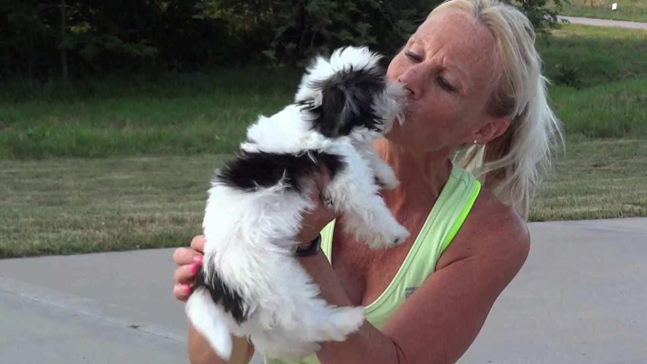 Angelheart Havanese - - Trouble at 12 weeks (Godiva x Phantom)