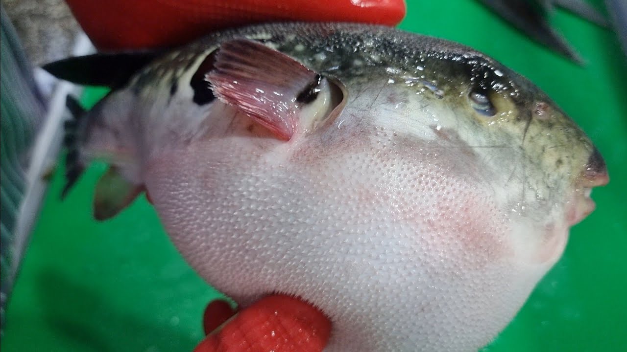 참복을 완벽하게 피를 빼서 회로 먹어봤어요. カラス.puffer fish. 낚시해서 잡으신분들은 절대 따라하지마세요~