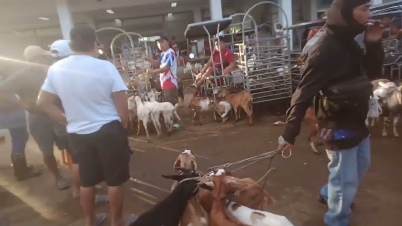 Bentahan ng mga kambing.(Nov.21,2026) #livestock #viralvideo #goat #kambing #goatfarming 