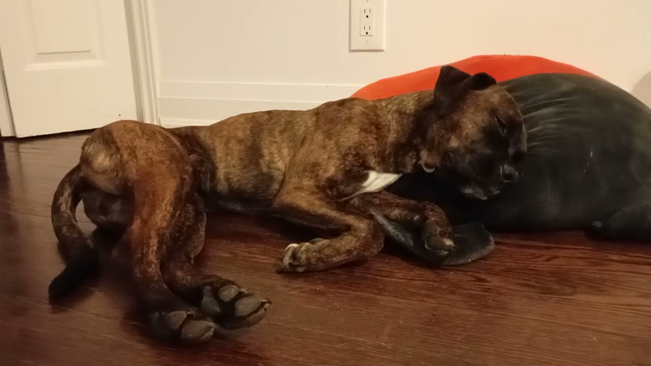 Adorable puppy sleeping Zsa Zsa Gabor #puppy #love #sleep
