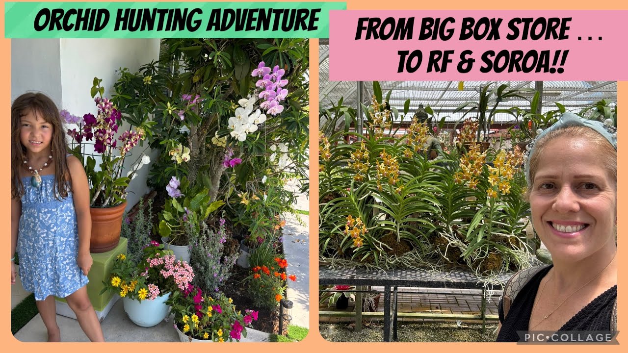 Orchid Hunting Adventure! From Big Box Store to the Best RF orchids & Soroa!!