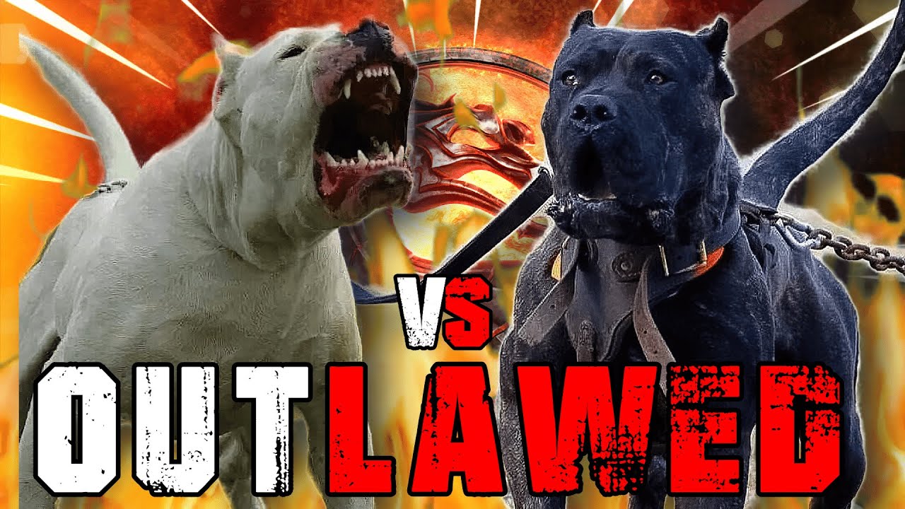 Dogo Argentino vs Presa Canario | Presa Canario vs Dogo Argentino | Powerful Guard Dog | Billa Boyka